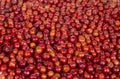 Indian Fruit Red Berry Royalty Free Stock Photo