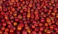 Indian Fruit Red Berry Royalty Free Stock Photo