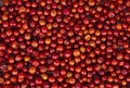 Indian Fruit Red Berry Royalty Free Stock Photo