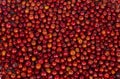 Indian Fruit Red Berry Royalty Free Stock Photo