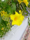 Indian garden Allamanda yellow flower Royalty Free Stock Photo