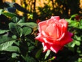 Indian garden flowers and sunrise