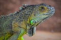 Indian garden lizard. Royalty Free Stock Photo