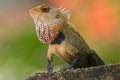 Indian garden lizard Royalty Free Stock Photo