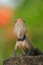 Indian garden lizard