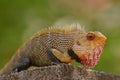 Indian garden lizard Royalty Free Stock Photo