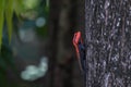 Indian garden lizard Calotes versicolor black and red color on tree Royalty Free Stock Photo