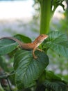 Indian Garden Lizard (Calotes versicolor Daudin) Royalty Free Stock Photo