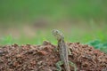 Indian Garden Lizard Calotes versicolor Female Royalty Free Stock Photo