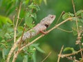 Indian garden lizard chameleon Royalty Free Stock Photo