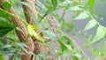 Indian garden lizard chameleon closeup Royalty Free Stock Photo