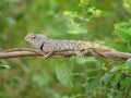 Indian garden lizard chameleon resting Royalty Free Stock Photo