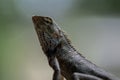 Indian garden lizard Royalty Free Stock Photo