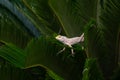 Indian garden lizard posing in the garden Royalty Free Stock Photo