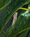 Indian garden lizard posing in a spiny bush Royalty Free Stock Photo