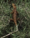 Indian garden lizard Royalty Free Stock Photo