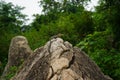 Indian garden ;lizard at the rock!!!! Royalty Free Stock Photo