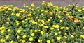 Indian garden, oxeye daisy yellow flowerbed