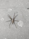 Indian garden spider with slim long body and long legs