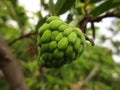 Indian fruits very sweet indian name sharifa