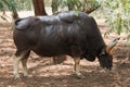 Indian gaur Royalty Free Stock Photo