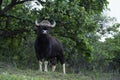 Indian Gaur also called the Indian bison, Bos gaurus, Satara, Maharashtra Royalty Free Stock Photo