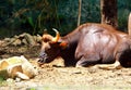 The Indian gaur Bos gaurus, also called the Indian bison. Royalty Free Stock Photo