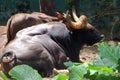 The Indian gaur Bos gaurus, also called the Indian bison. Royalty Free Stock Photo