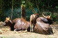 The Indian gaur Bos gaurus, also called the Indian bison.