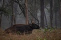 Indian Gaur - Bos gaurus, the biggest in the world beautiful wild cattle from South Asian forests Royalty Free Stock Photo