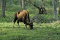 Indian gaur grazing at Kabani forests Royalty Free Stock Photo