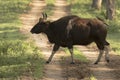 An Indian Gaur crossing the path inside a national park Royalty Free Stock Photo