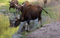 Indian Gaur mammal in the forest Royalty Free Stock Photo