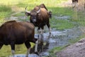 Indian Gaur mammal in the forest Royalty Free Stock Photo