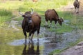 Indian Gaur mammal in the forest Royalty Free Stock Photo