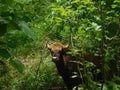 Indian gaur in melghat tiger reserve Royalty Free Stock Photo