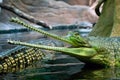 Indian gavial Royalty Free Stock Photo