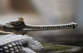 Indian gavial Royalty Free Stock Photo