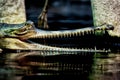 Indian gavial