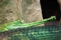 Gharial-Indian gavial crocodile in Prague zoo. Gavialis Gangeticus. Royalty Free Stock Photo
