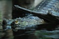 Indian gavial (Gavialis gangeticus) Royalty Free Stock Photo