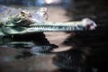 Indian Gavial (Gavialis gangeticus) Royalty Free Stock Photo