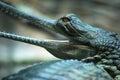 Indian gavial (Gavialis gangeticus) Royalty Free Stock Photo