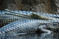 Indian gavial (Gavialis gangeticus) Royalty Free Stock Photo