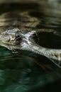 Indian gavial (Gavialis gangeticus) Royalty Free Stock Photo