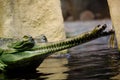 Indian gavial , Gavialis gangeticus Royalty Free Stock Photo