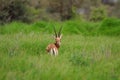 Indian gazelle chinkara antelope with pointed horns standing amidst green grass and flowers at Rajasthan India Royalty Free Stock Photo