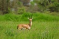 Indian gazelle chinkara antelope with pointed horns standing amidst green grass and flowers at Rajasthan India Royalty Free Stock Photo