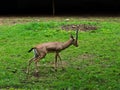 Indian Gazelle or Chinkara Royalty Free Stock Photo