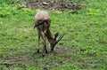 Indian gazelle or chinkara eating grass Royalty Free Stock Photo